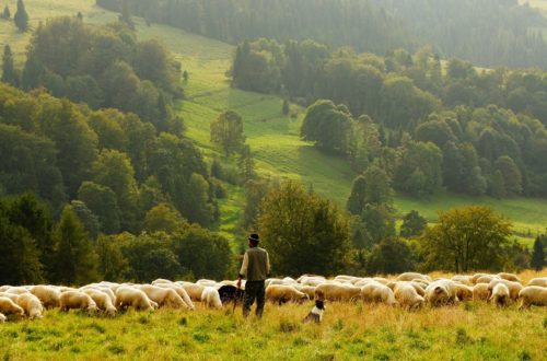 guided imagery of Psalm 23